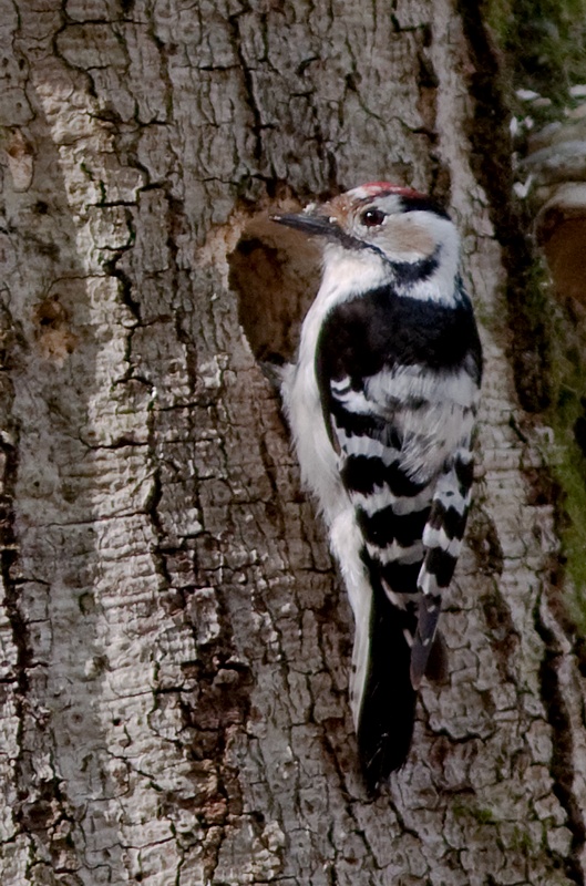 Dvergspett - Lesser Spotted Woodpecker (Dendrocopos minor).jpg